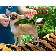 Чихуахуа щенки Рикко Вигал