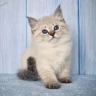 Невские маскарадные котята